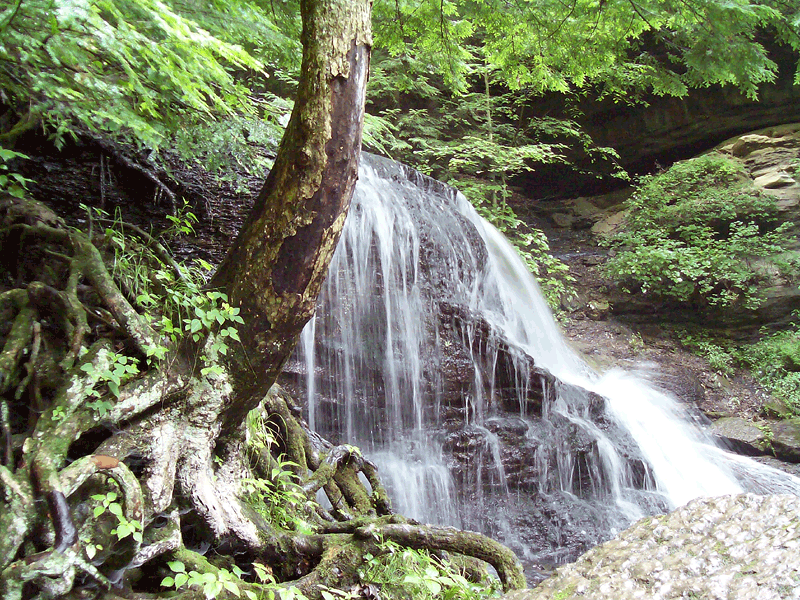 Hell's Hollow Falls - Knarled Roots