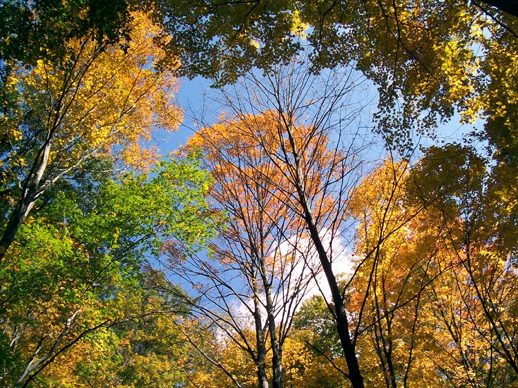 McConnells Mill - Hell's Hollow - Autumn