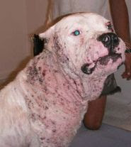 pitbull mange symptoms