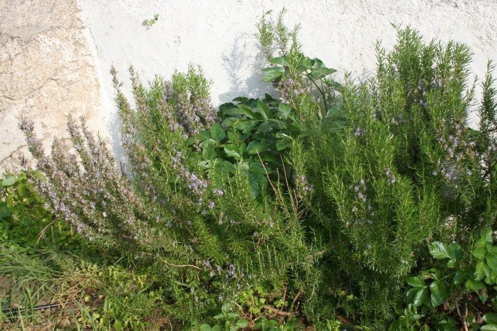 [primavera2]