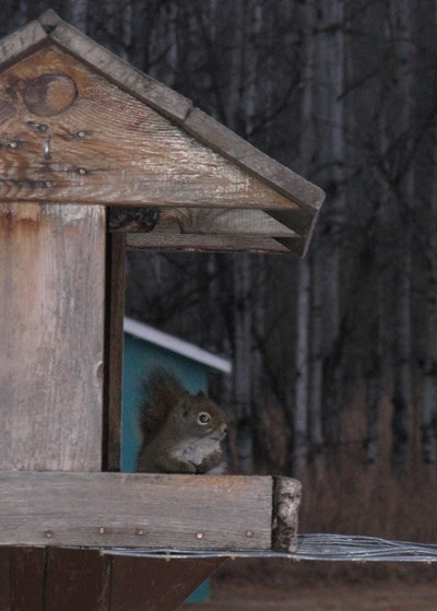 [squirrel.JPG]