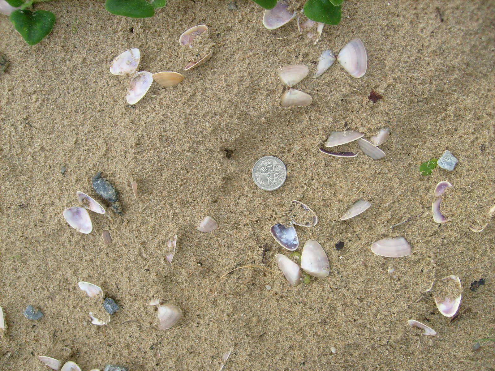 Venus Bay Observation Project June 2010