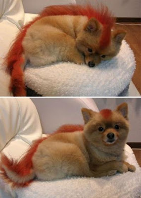 World Animal Pictures: Crazy pets