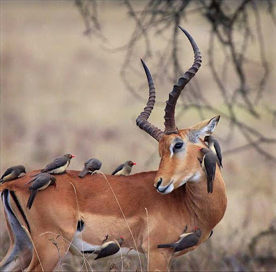 Animals Friendship