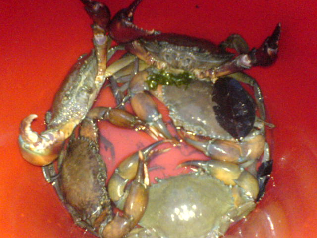 [Angry+crabs.JPG]