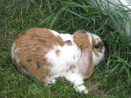 Bella our bunny