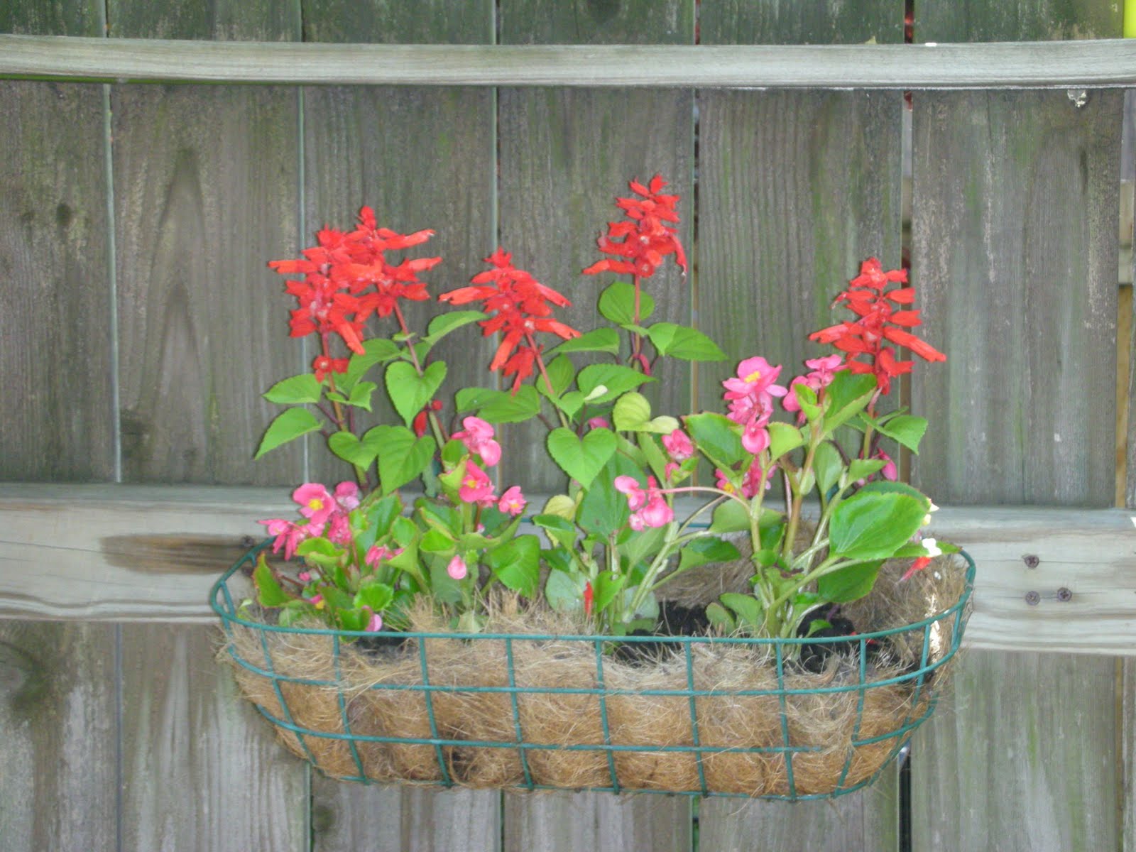 Tara Being Tara: The cutest herb garden ever!