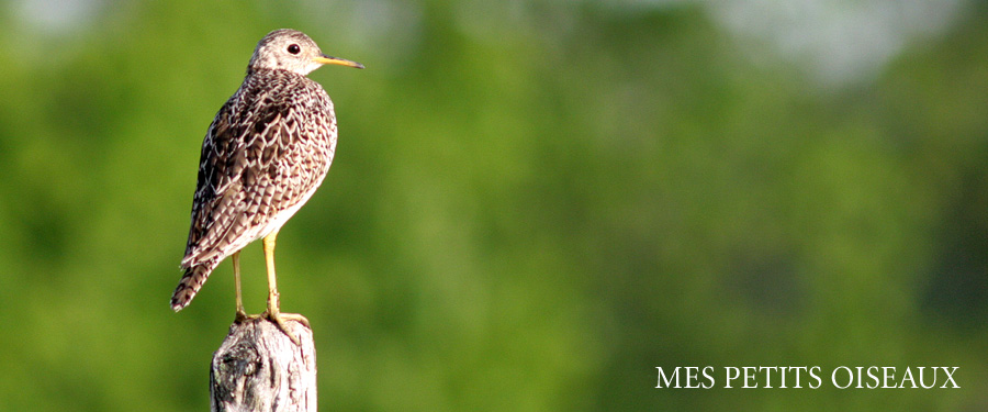 Mes petits oiseaux
