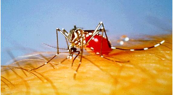 [mosquitos.JPG]