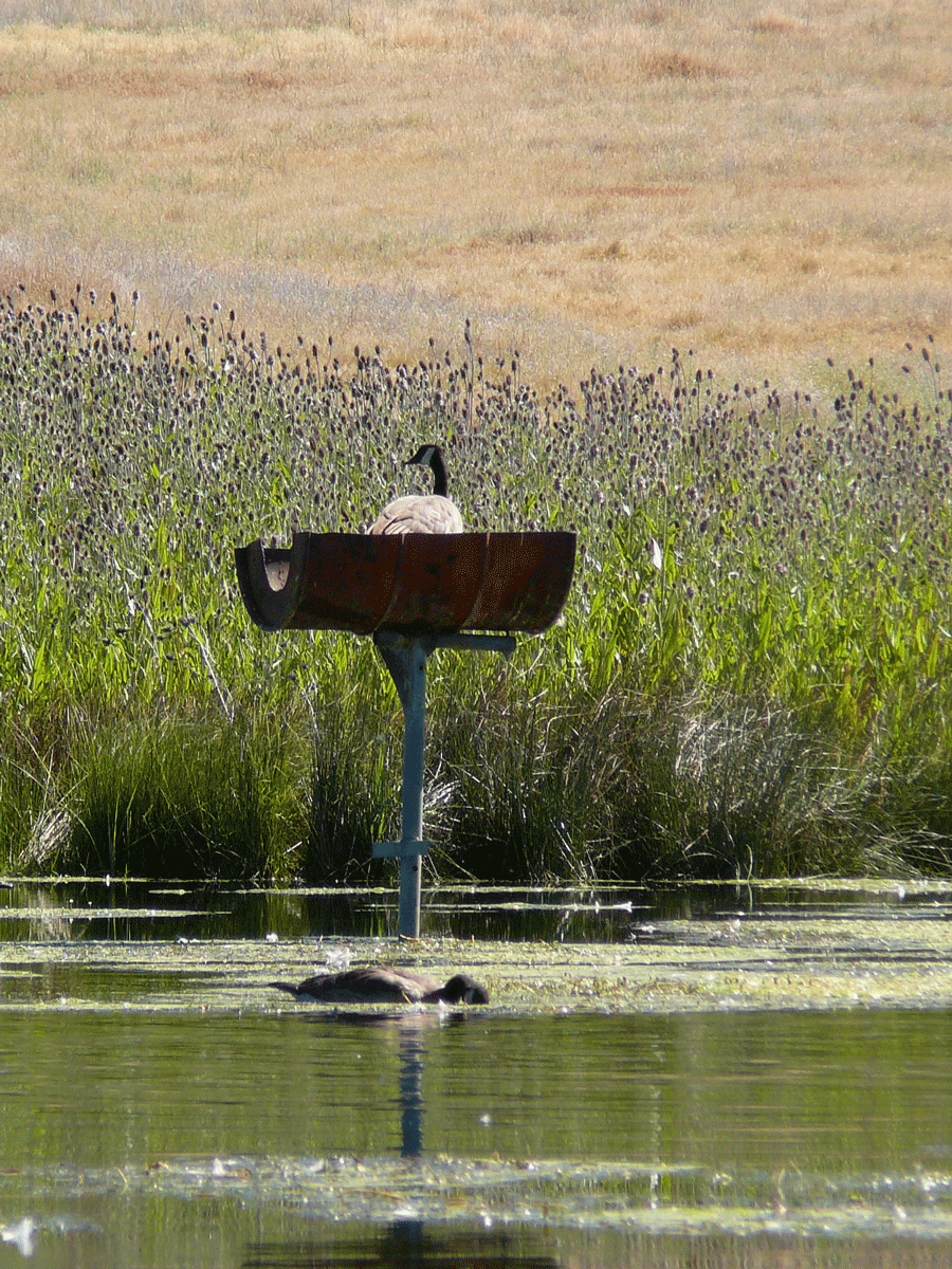 goose goose duck platforms goose goose duck platforms