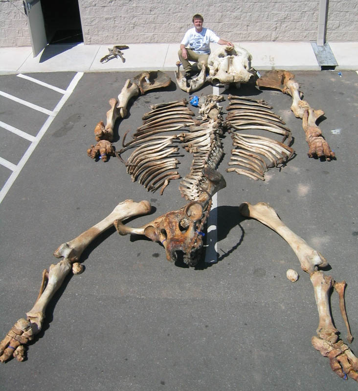 [jay-elephant-lg.jpg]