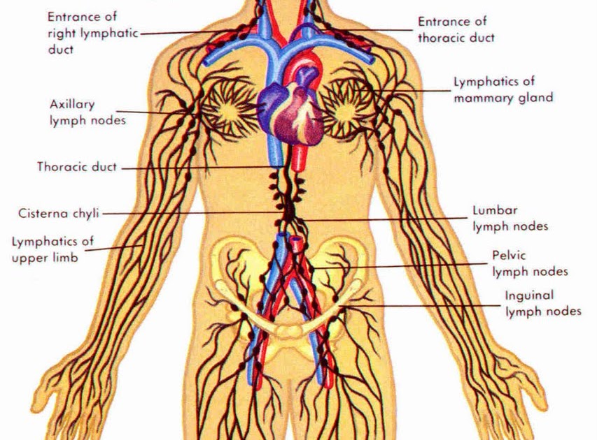 MyBiologyPal: Form 5 Chapter 1 - Transport (Part 3)