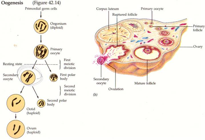 MyBiologyPal: Spermatogenesis &amp; Oogenesis