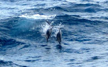 dolphins in guam
