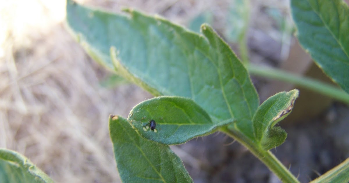 A Handmade Life Flea beetles on My tomatoes??