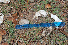 Eggs in nest Mata Lagoon