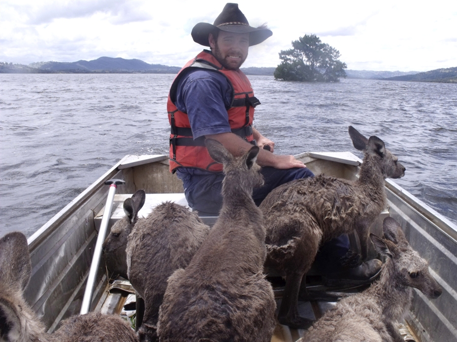 Kangaroos In Boat