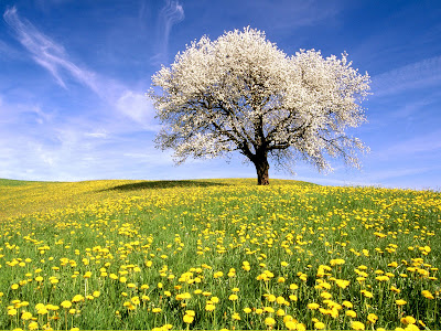 Cherry+Tree+and+Dandelion+Meadow,+Zug+Canton,+Switzerland.jpg