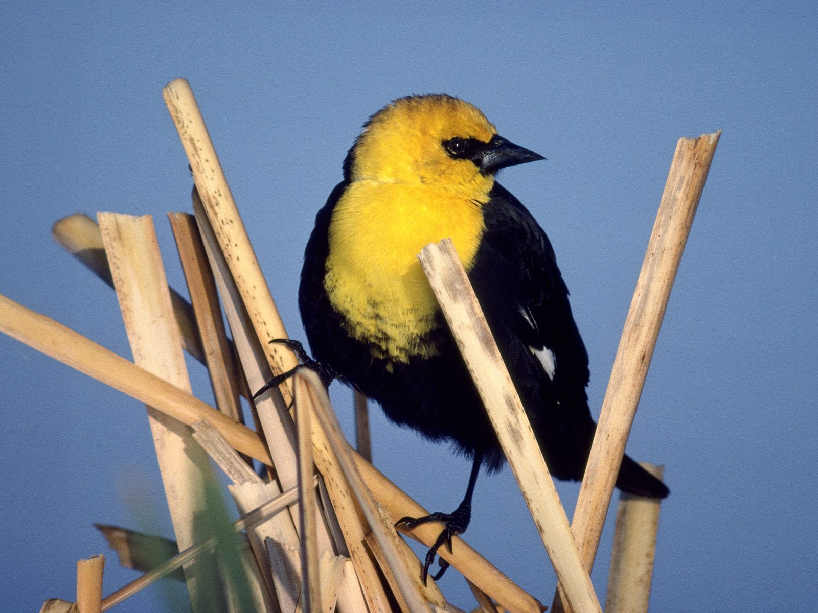 Yellow HeadedBlackbird