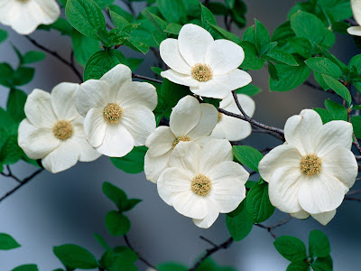 Dogwood+blossom+tattoo+designs