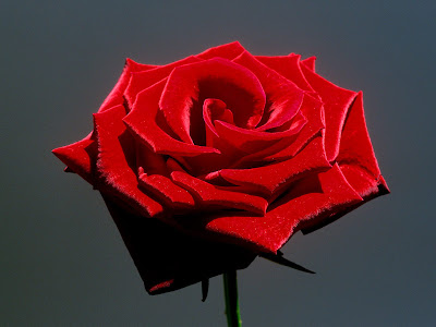 wallpaper roses red. hairstyles RED ROSE WALLPAPERS