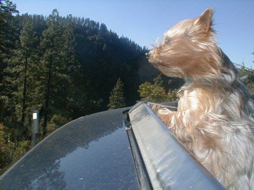 [perro_ventanilla_2.jpg]
