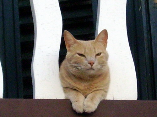[gato_balcon.jpg]