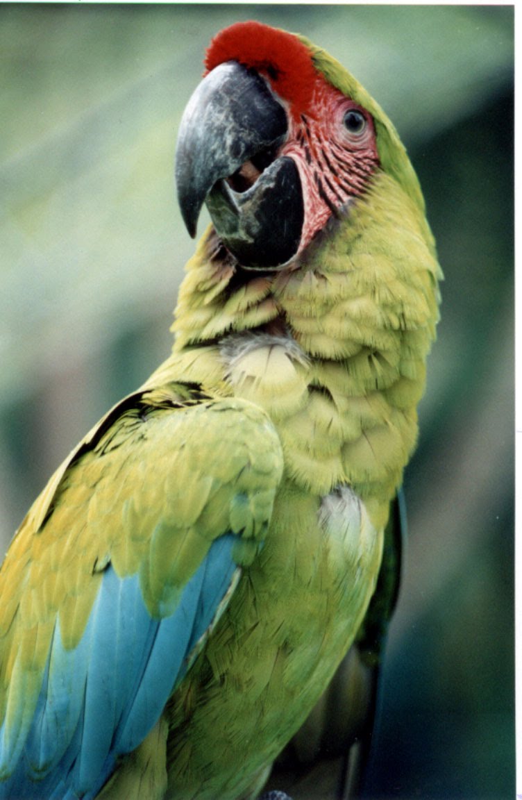 [loro.jpg]