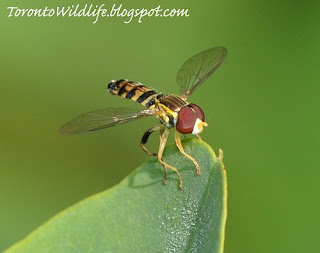 Hover fly, Toronto Photographer Robert Rafton