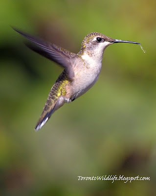 Ruby-Throated Hummingbird hovers in Toronto, Robert Rafton