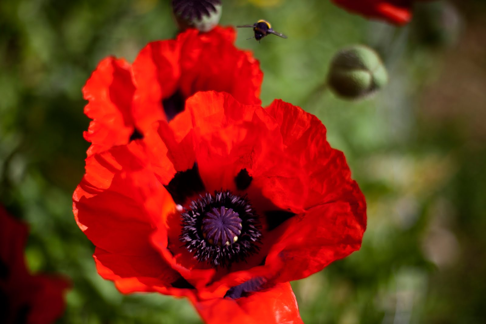 Poppy Flower Flower Dreams