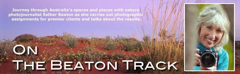 On The Beaton Track
