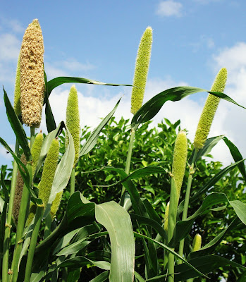 Jowar Crop