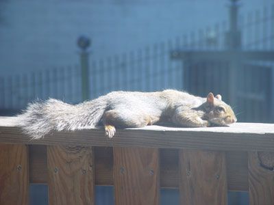[railing_squirrel.jpg]