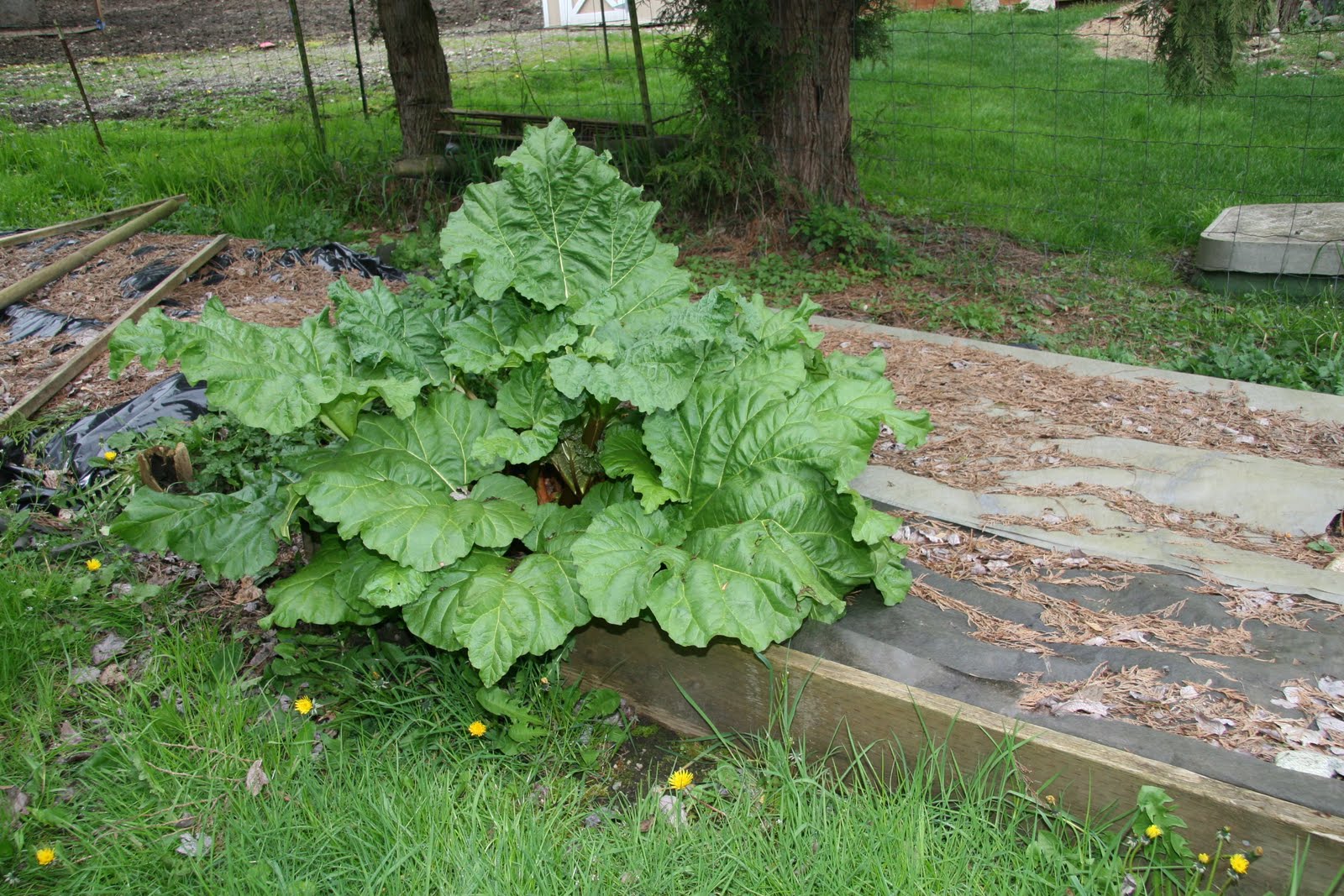 Gourmet Gardening Gals How Shall I Plant Asparagus Rhubarb In