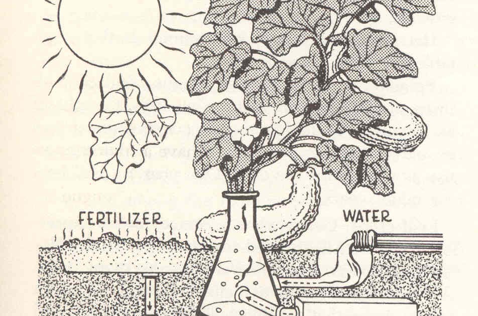 Grammie Hot line What do plants need to produce food