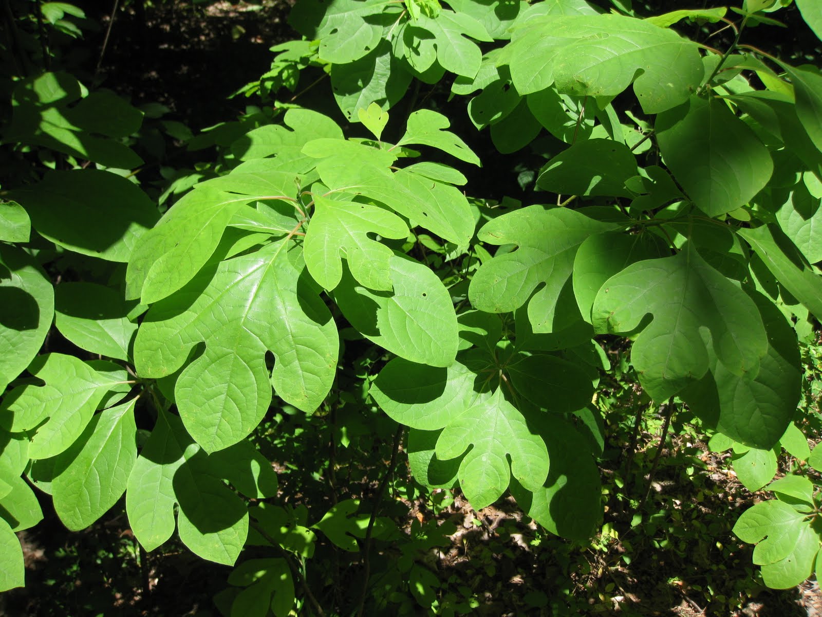 Sassafras Plant