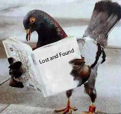 Report a Found Pigeon In Canada