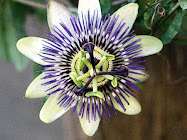 Passion Flowers are my favorite