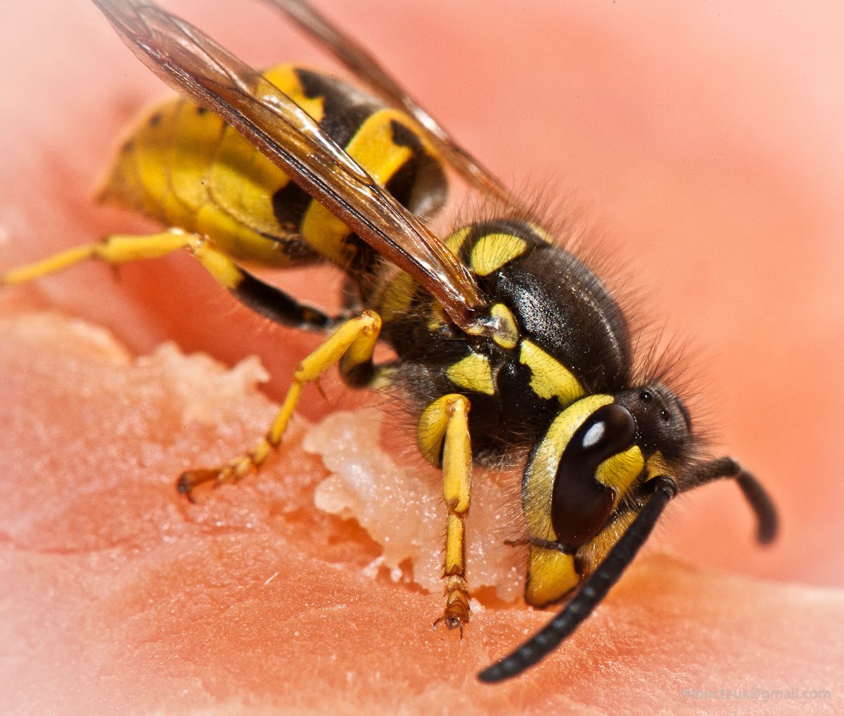 Wasp - Close encounter