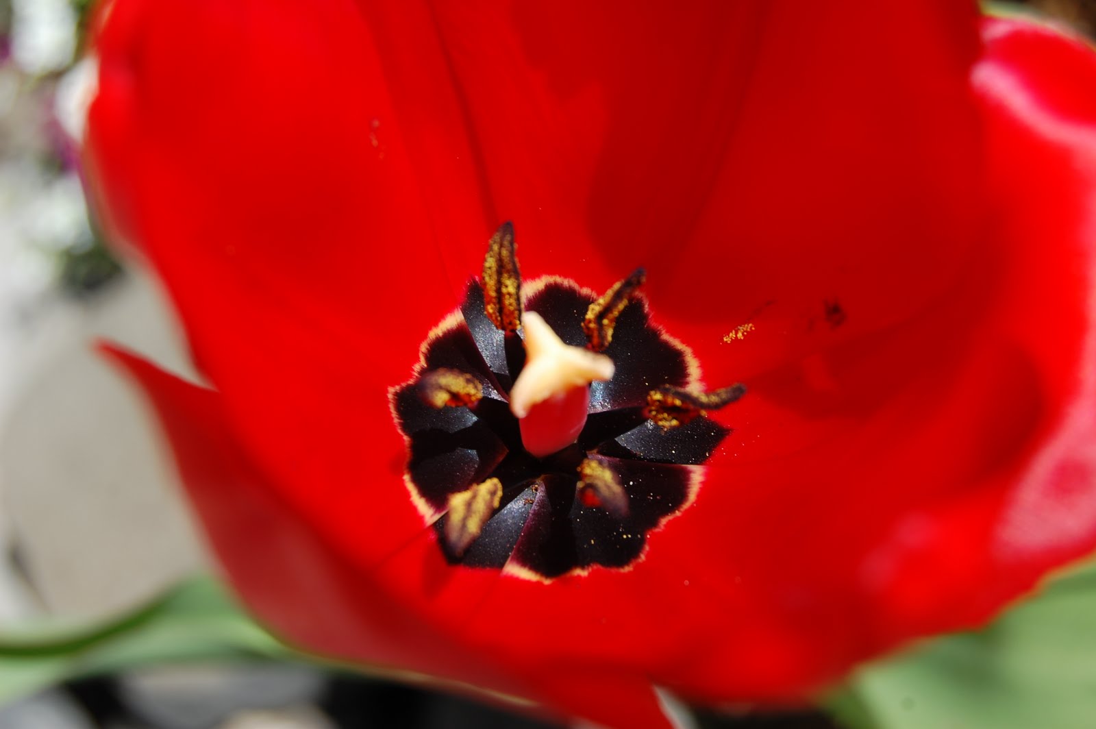 [tulip]