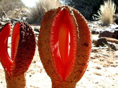 Weird Plants Weird Plants