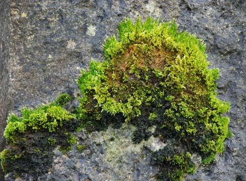 [Drinagh_Moosstein_xs.jpg]