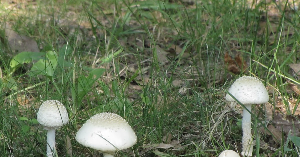 White Mushrooms