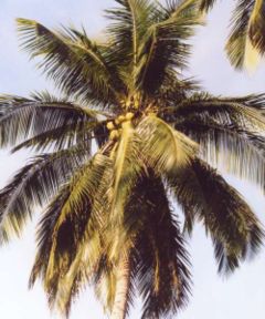 [240px-Coconut.jpg]