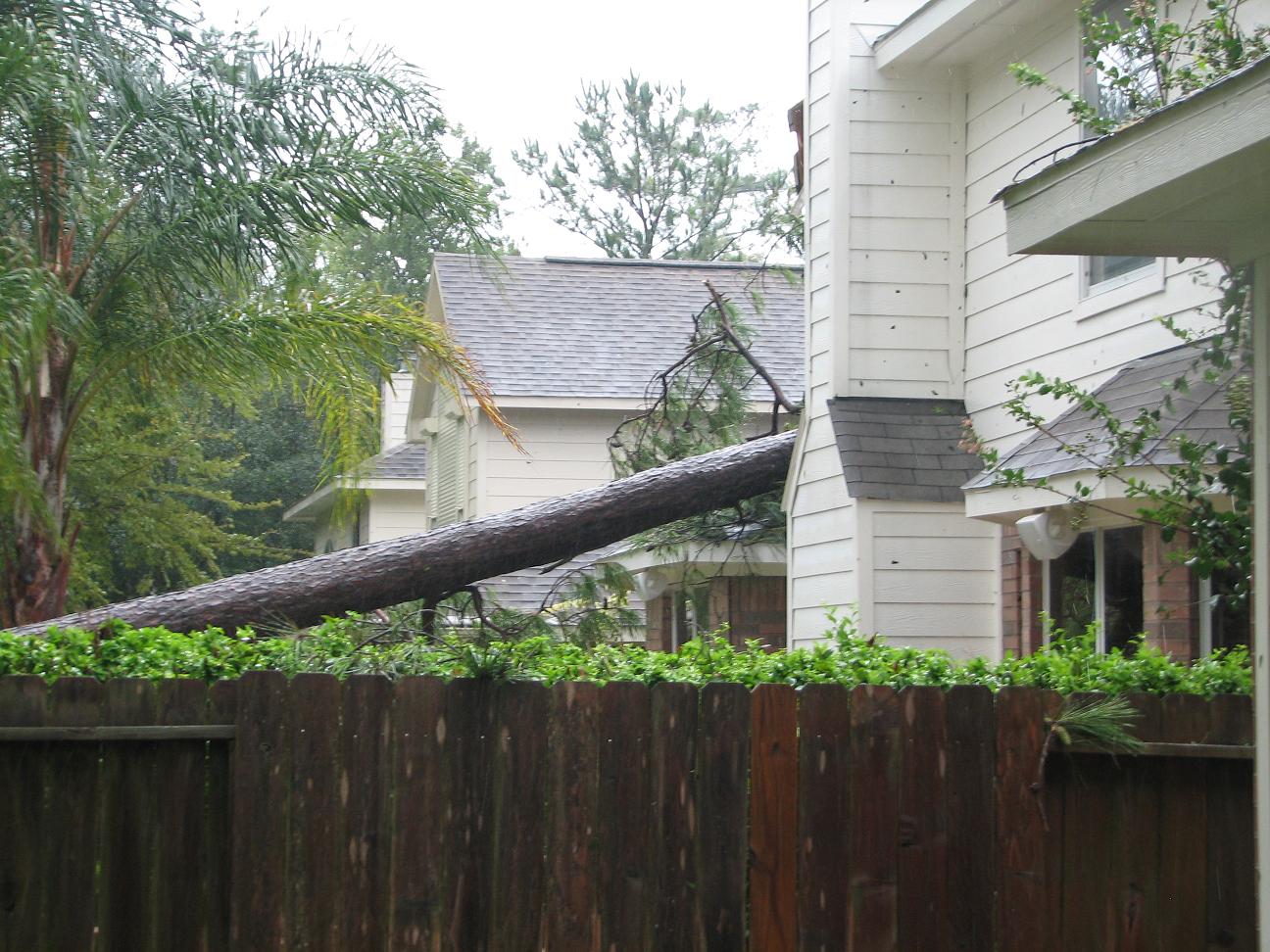 [Neighbors+fallen+tree.JPG]