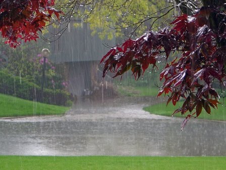 All our Nature Free Rain Wallpaper downloads are AD free, 