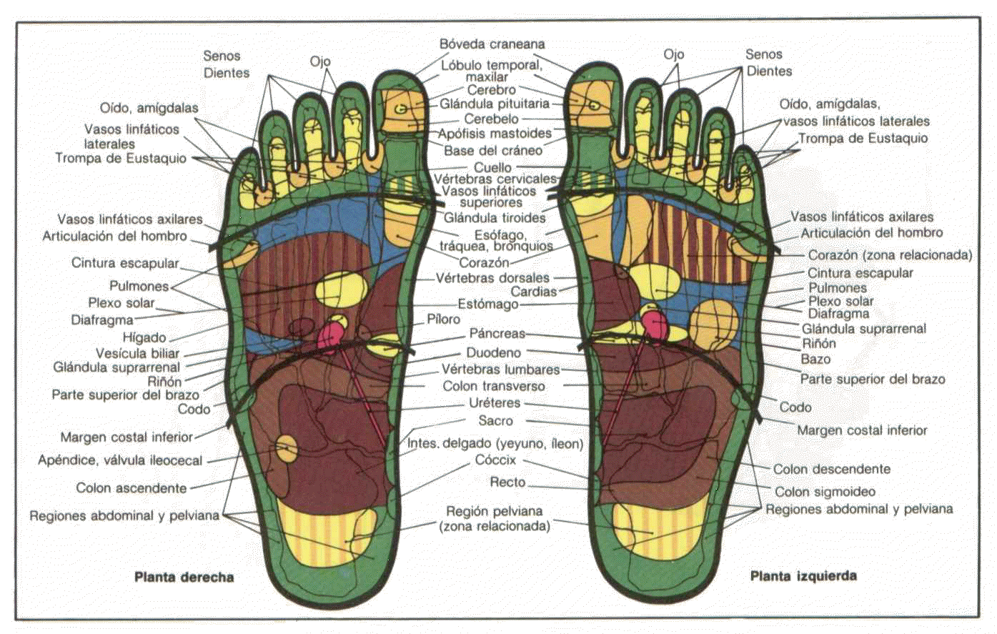Reflexoterapia Pie