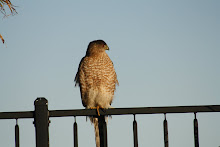 Hawk on the fence