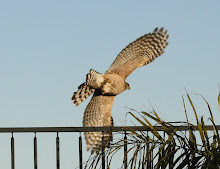 Fly little pelican